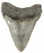 Serrated, Juvenile Megalodon Tooth - South Carolina #52972-1